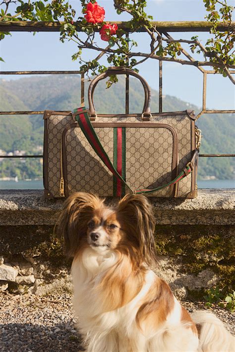 neppe gucci pet herkennen|mytheresa Gucci pets.